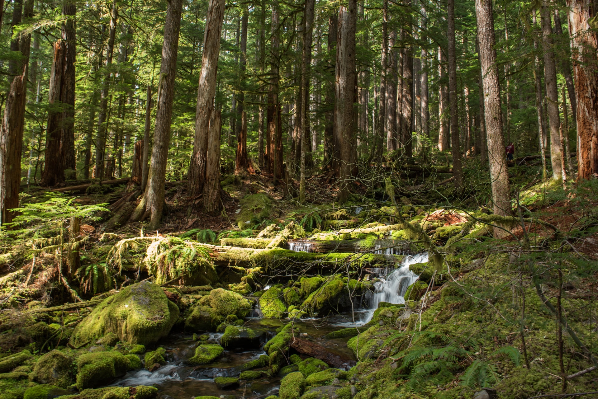 running amidst green lush forests of the united states of america in the pacific northwest